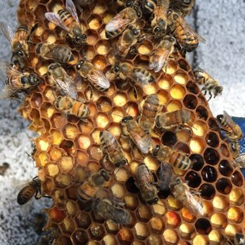 Insect IQ - Bee bread -  used for feeding the young larvae. - Pest Control Near Me - Tampa, Florida
