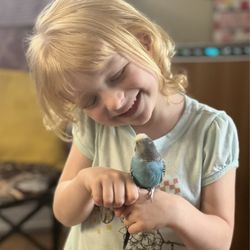 Hendersonville Pet Shop