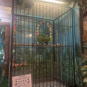 John's Pass - The parrot you can interact with! - Shopping Centers Near Me - Madeira Beach, Florida John's Pass - The parrot you can interact with! - Shopping Centers Near Me - Madeira Beach, Florida