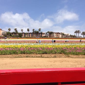 The Flower Fields - Venues & Event Spaces Near Me - Carlsbad, California The Flower Fields - Venues & Event Spaces Near Me - Carlsbad, California
