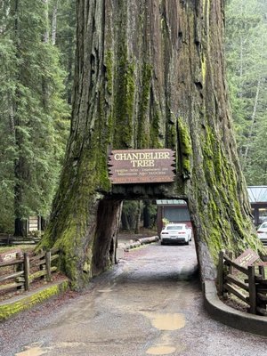 Drive-Thru Tree Park Leggett by null