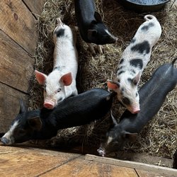 Mount Gilead Farm and French Broad Creamery