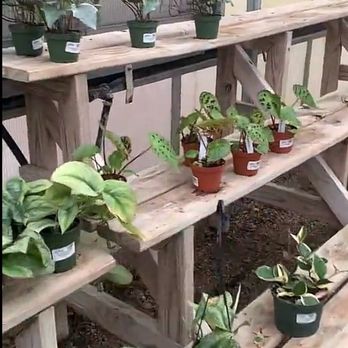 Thomas Greenhouse & Gardens - Plants - Christmas Trees Near Me - Mukwonago, Wisconsin
