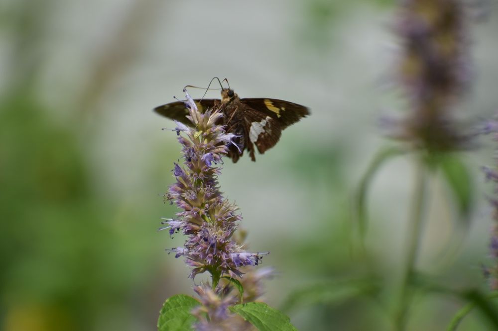 NEW JERSEY AUDUBON’S SCHERMAN HOFFMAN WILDLIFE SANCTUARY Updated August 2024 20 Photos 11