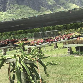 Kualoa Ranch - Agricultural organisms - Tours Near Me - Kaneohe, Hawaii Kualoa Ranch - Agricultural organisms - Tours Near Me - Kaneohe, Hawaii