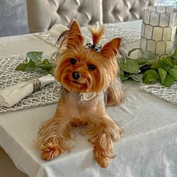 Furr Paradise Grooming Pet Salon