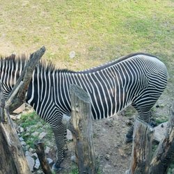 Zoo Zürich - Zebra
