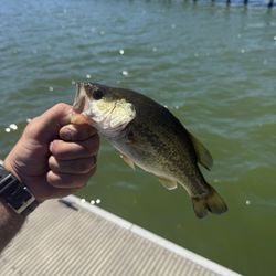 Clearlake Bait & Tackle - A catch is a catch.