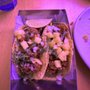 Mission Taqueria