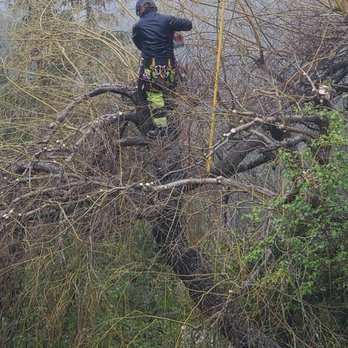 Leo's Tree Service - Tree Services Near Me Leo's Tree Service - Tree Services Near Me