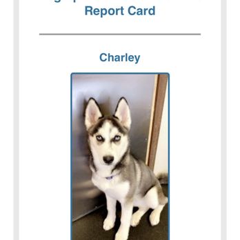 Dogtopia - Part of the report card they send after each stay. So cute! - Pet Boarding Near Me - Bloomfield Hills, Michigan