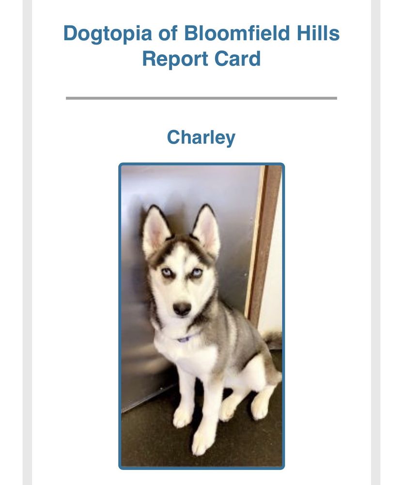 DOGTOPIA Updated August 2024 34 Reviews 1685 S Telegraph Rd