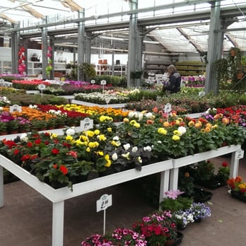 Blumen Risse - Flowers & Gifts Near Me - Porta Westfalica, NW