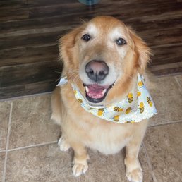 Happy golden retriever