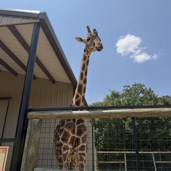 Texas Zoofari Park - Zoos Near Me - Kaufman, Texas Texas Zoofari Park - Zoos Near Me - Kaufman, Texas