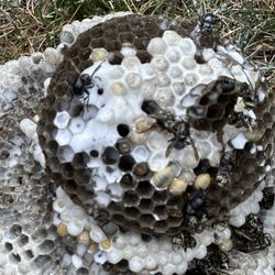 The larvae