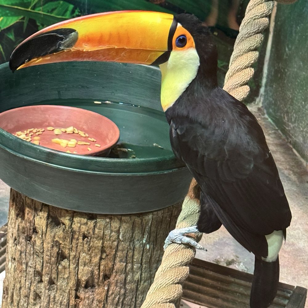 OdySea Aquarium - Toucan - Aquariums Near Me - Scottsdale, Arizona OdySea Aquarium - Toucan - Aquariums Near Me - Scottsdale, Arizona