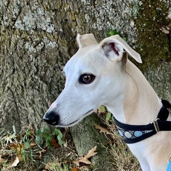 VCA Keizer Veterinary Hospital - One of my Whippets, Angelina - Veterinarians Near Me - Keizer, Oregon VCA Keizer Veterinary Hospital - One of my Whippets, Angelina - Veterinarians Near Me - Keizer, Oregon