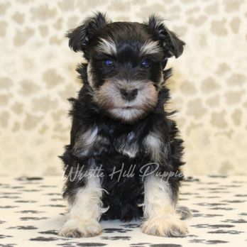 Whistle Hill Puppies - Pet Breeders Near Me Whistle Hill Puppies - Pet Breeders Near Me