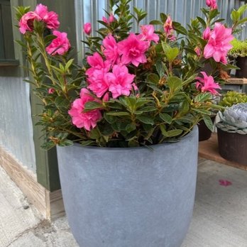 Heinz Nurseries - We sell plants & pottery! These azaleas look gorgeous in this pot. - Nurseries & Gardening Near Me - Tallahassee, Florida Heinz Nurseries - We sell plants & pottery! These azaleas look gorgeous in this pot. - Nurseries & Gardening Near Me - Tallahassee, Florida