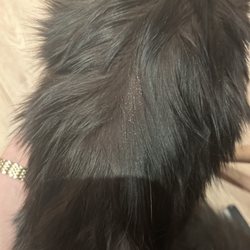 Paws, Claws and Hooves