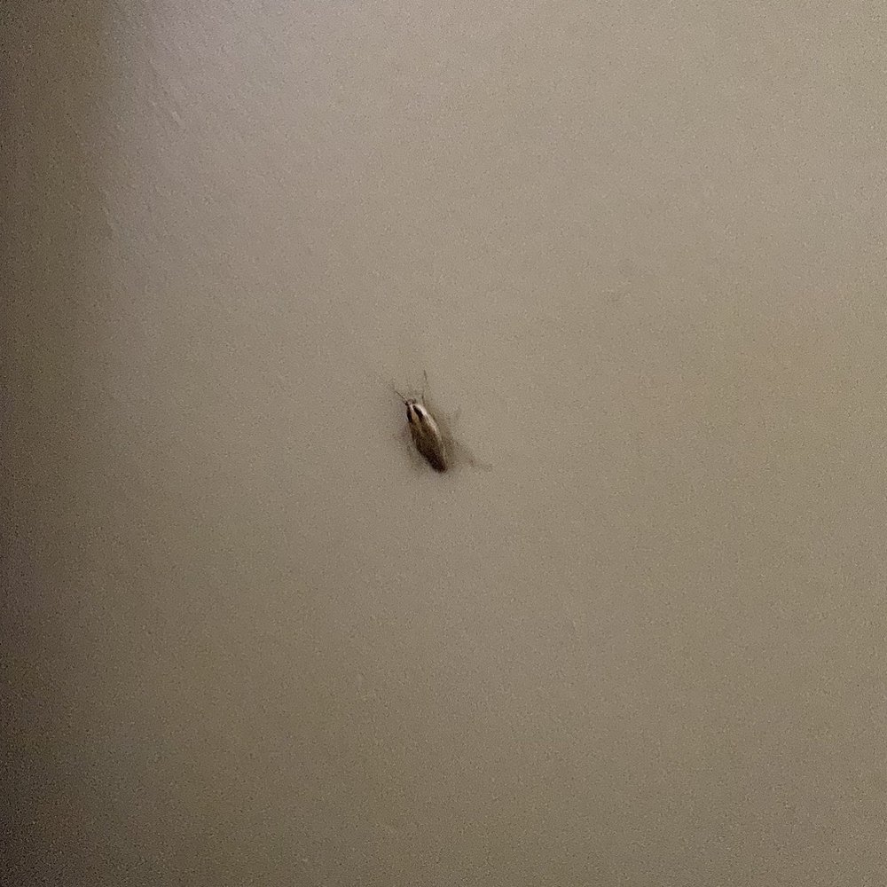 Roach