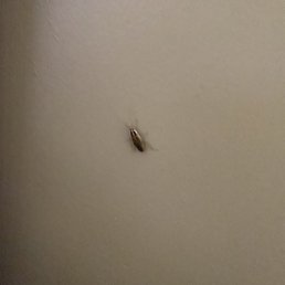 Roach Roach