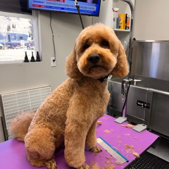 Red Desert Pet Grooming - Pet Groomers Near Me - La Verkin, Utah Red Desert Pet Grooming - Pet Groomers Near Me - La Verkin, Utah