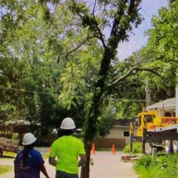 General Tree Service