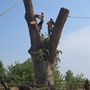 Photo of All American Tree Plus