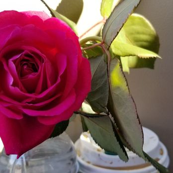 Lowe's Home Improvement - One of the roses broke off...it smells divine! - Hardware Stores Near Me - Portland, Maine Lowe's Home Improvement - One of the roses broke off...it smells divine! - Hardware Stores Near Me - Portland, Maine
