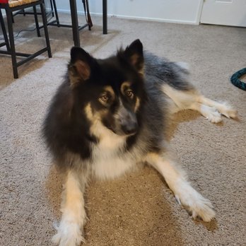 Charlene's Dog Spa - Pet Groomers Near Me - Sacramento, California Charlene's Dog Spa - Pet Groomers Near Me - Sacramento, California