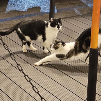 Nerone - The cats outside Nerone - Roman Near Me - Rome, RM Nerone - The cats outside Nerone - Roman Near Me - Rome, RM