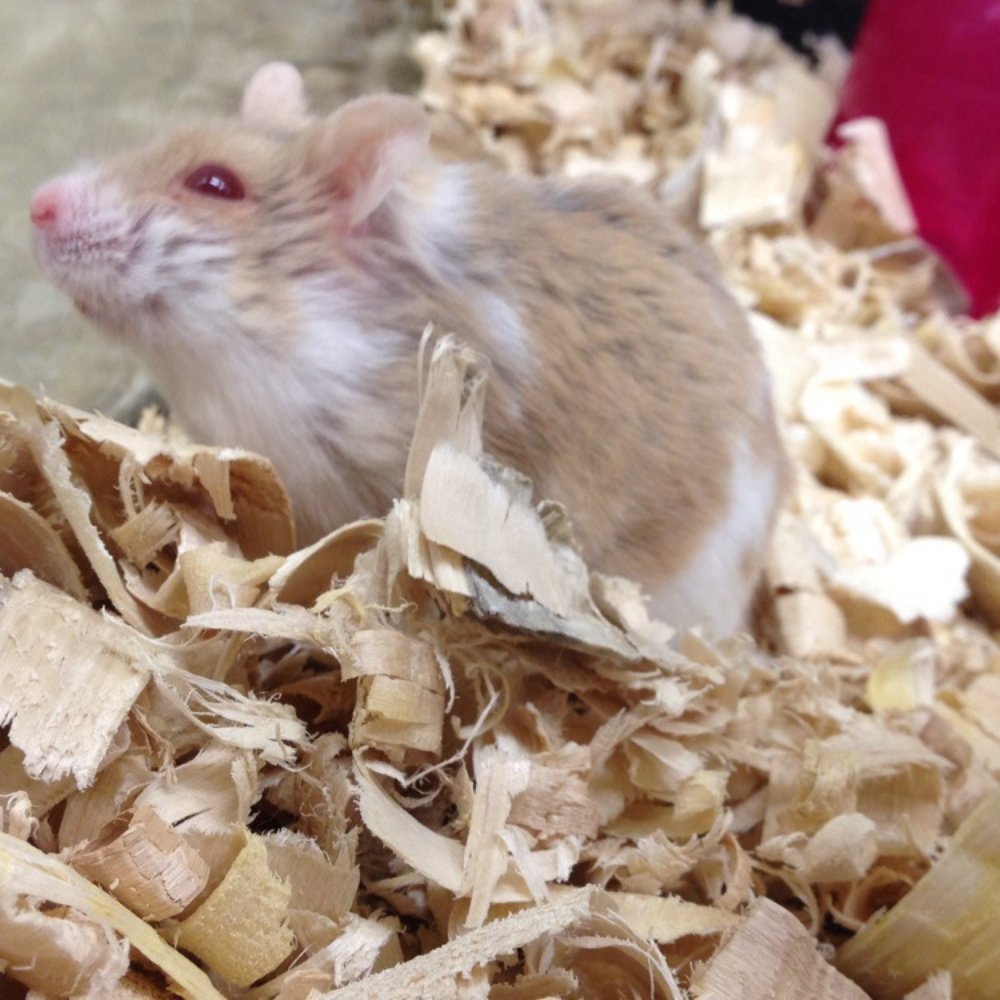 PetSmart - Hamster - Pet Stores Near Me - Rohnert Park, California PetSmart - Hamster - Pet Stores Near Me - Rohnert Park, California