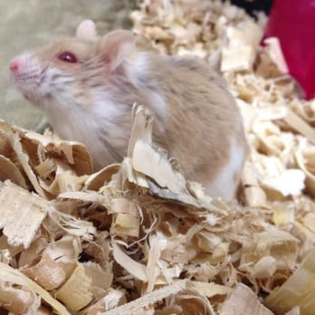PetSmart - Hamster - Pet Stores Near Me - Rohnert Park, California PetSmart - Hamster - Pet Stores Near Me - Rohnert Park, California