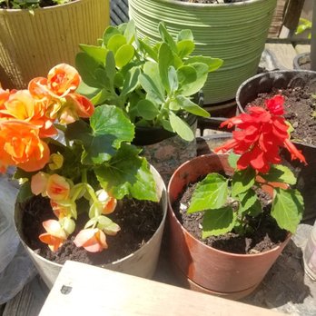 Ariemma's Garden Center - Begonia (left), Salvia (right) - Florists Near Me - Staten Island, New York