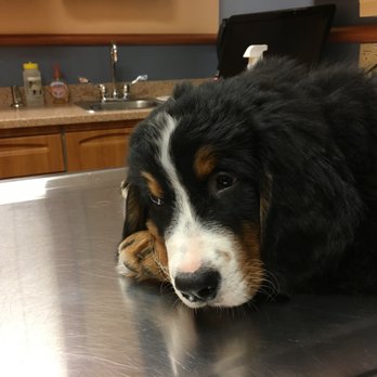 Bainbridge Berners - When she first got sick, Honey had a fever of 104 and it kept rising. It took days for treatment to work. She was in the hospital for 5 days - Pets Near Me - Chesterfield Township, New Jersey Bainbridge Berners - When she first got sick, Honey had a fever of 104 and it kept rising. It took days for treatment to work. She was in the hospital for 5 days - Pets Near Me - Chesterfield Township, New Jersey