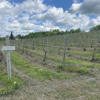 McGregor Vineyard - Riesling near the parking lot - Wineries Near Me - Dundee, New York