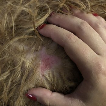 Alameda Small Dog Park - Bite mark on my dog - Dog Parks Near Me - Alameda, California