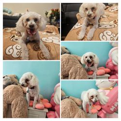 Furever Grooming - Maltipoo, one of many haircuts to come!