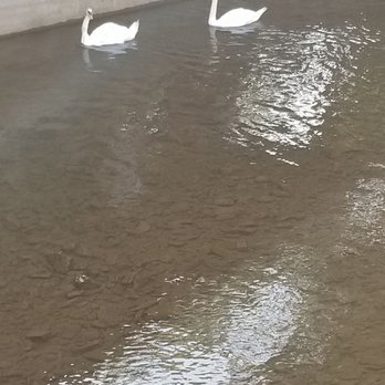 Knoebels Amusement Resort - Swans living in park - Amusement Parks Near Me - Elysburg, Pennsylvania Knoebels Amusement Resort - Swans living in park - Amusement Parks Near Me - Elysburg, Pennsylvania