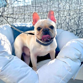 iSpeakDog! - Pet Training Near Me iSpeakDog! - Pet Training Near Me