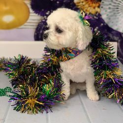 Beulah Dog Grooming - Pua after her Mardi Gras grooming