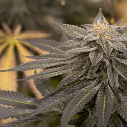 New England Treatment Access - NETA Grape Ape Flower - In NETA Cultivation