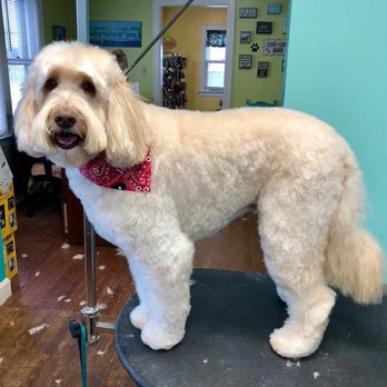 Paradise Paws Dog Grooming - Ozzy is a beautiful Australian Labradoddle. - Pet Groomers Near Me - Oakdale, Pennsylvania Paradise Paws Dog Grooming - Ozzy is a beautiful Australian Labradoddle. - Pet Groomers Near Me - Oakdale, Pennsylvania