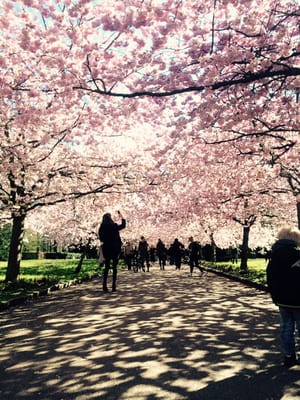 Bispebjerg Cemetery by null