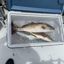 Todays catch with Christian at the helm we had a great day of reds and speckles!