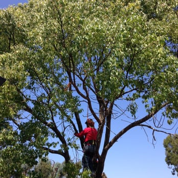 Atlas Tree Surgery - Starting to remove the tree - Tree Services Near Me - Santa Rosa, California Atlas Tree Surgery - Starting to remove the tree - Tree Services Near Me - Santa Rosa, California
