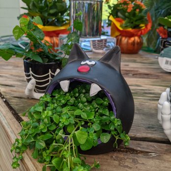 Hicks Nurseries - This cat is too funny... - Nurseries & Gardening Near Me - Westbury, New York