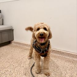 La Jolla Veterinary Hospital